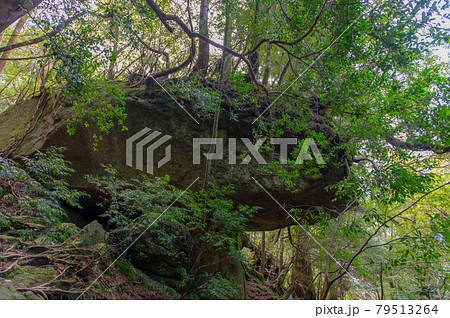 屋久島　静寂の森 79513264