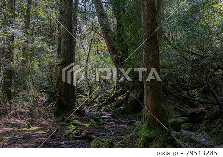 屋久島　静寂の森 79513285