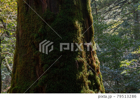 屋久島　静寂の森 79513286