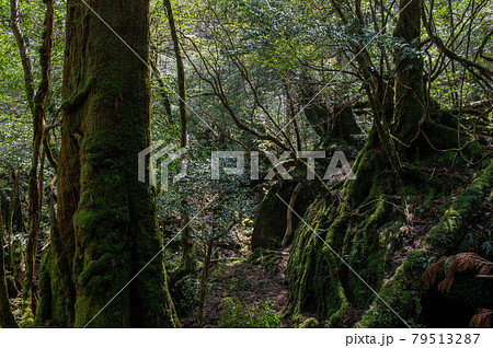 屋久島 静寂の森 屋久島 静寂の森 79513287