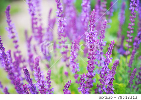 植物　”満開の宿根サルビア” 79513313