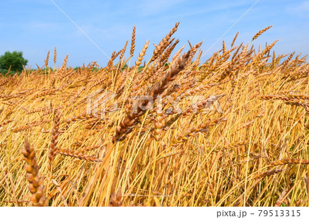 ムギ栽培 黄金色 79513315