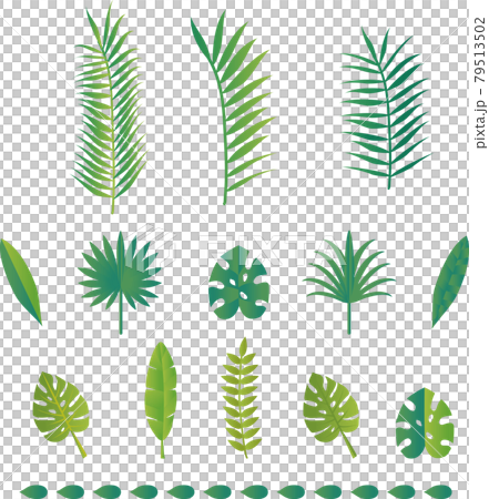 夏季葉植物自然植物熱帶插圖素材集 79513502