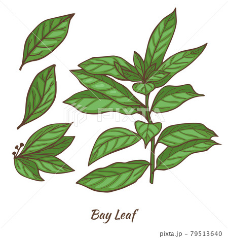 Laurel Branch and Leaves in Hand Drawn Style 79513640