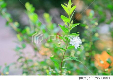 ギンバイカの花 ギンバイカの花 79513664