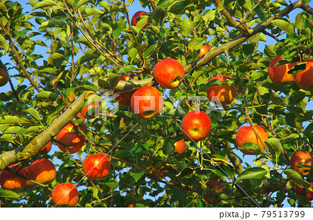 青森県碇ヶ関付近の豊かに実ったリンゴの実 79513799