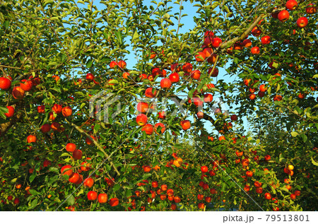 青森県碇ヶ関付近の豊かに実ったリンゴの実 79513801