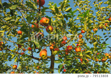 青森県碇ヶ関付近の豊かに実ったリンゴの実 79513808