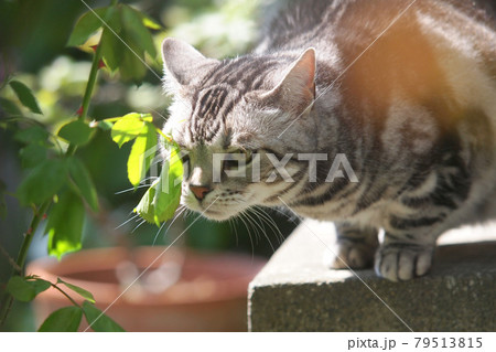 縁側でバラの葉の匂いを嗅ぐ猫　上半身アップ 79513815