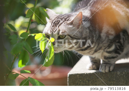 縁側でバラの葉の匂いを嗅ぐ猫 上半身アップの写真素材