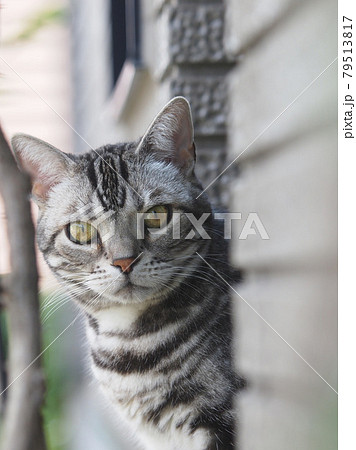 外壁から覗く猫　正面顔　上半身アップ 79513817