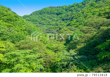 めがね橋遊歩道からの景色　碓氷第三橋梁　橋梁上遊歩道から初夏の風景　 79513818