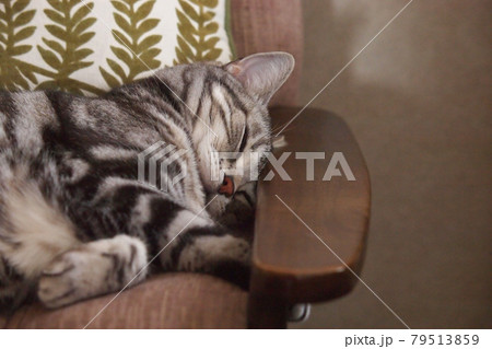 座椅子で眠る猫　上半身アップ 79513859