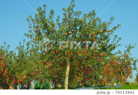 青森県碇ヶ関付近の豊かに実ったリンゴ農園 79513942
