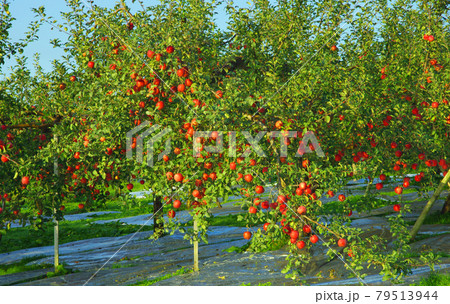 青森県碇ヶ関付近の豊かに実ったリンゴ農園 79513944