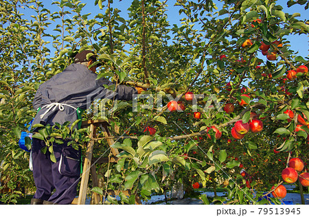 青森県碇ヶ関付近のりんご農園 79513945