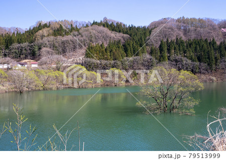 新緑の奥利根 群馬県藤原湖 新緑の奥利根 群馬県藤原湖 79513999