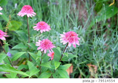 エキナセアの花 79514554