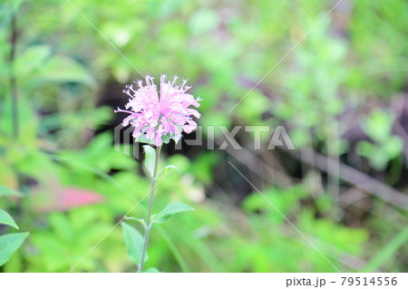 ワイルドベルガモットの花 79514556