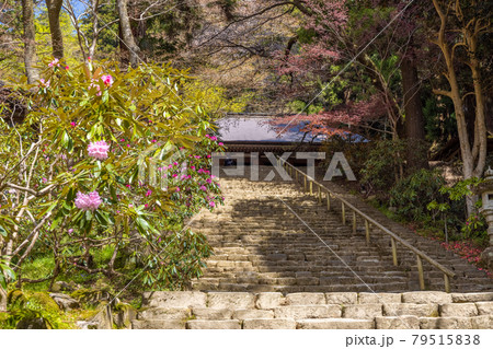 室生寺 石楠花のある境内の写真素材