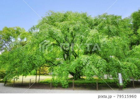 東京都　六義園　（りくぎえん）　初夏の大枝垂桜　特別名勝　 79515960