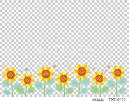 Glittering sunflower field that can be used for summer greetings and backgrounds 02 79516432