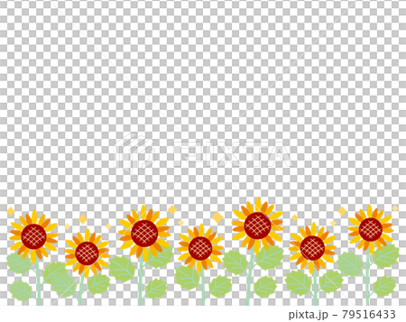 Glittering sunflower field that can be used for summer greetings and background 01 79516433