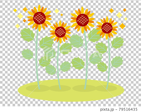 Glittering sunflower field 01 79516435