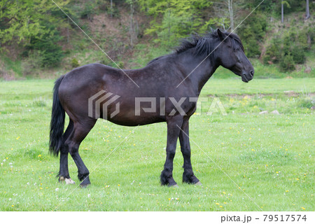 Horse on the meadow Horse on the meadow 79517574