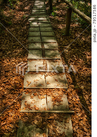 Path in the forest 79517586