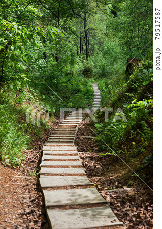 Path in the forest Path in the forest 79517587
