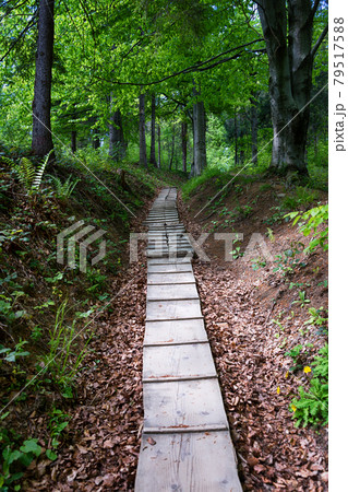 Path in the forest Path in the forest 79517588