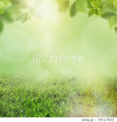 さわやかな緑と木漏れ日の背景のイラスト素材