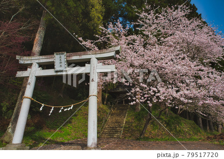 春の桑名神社 春の桑名神社 79517720