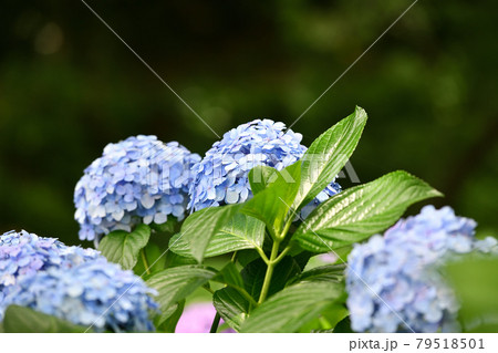 梅雨　アジサイ  妙楽寺 79518501