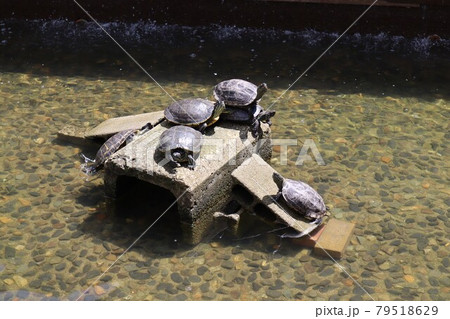公園の人工池の亀 公園の人工池の亀 79518629