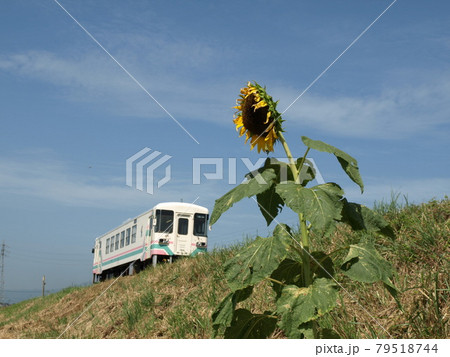 甘木鉄道 向日葵 甘木鉄道 向日葵 79518744