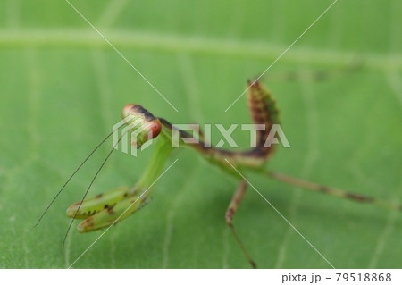 ハラビロカマキリ(幼虫) ハラビロカマキリ(幼虫) 79518868