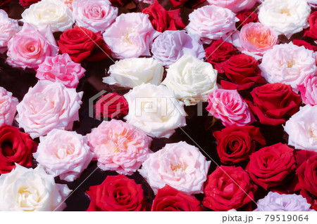 色や種類がバラバラの薔薇の花をカラフルにお風呂に散りばめる これぞバラ風呂の写真素材