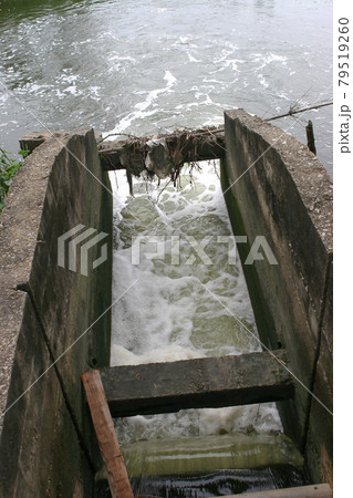 a Water Channel And Trees at Nam Sang Wai, Yuen Long 79519260