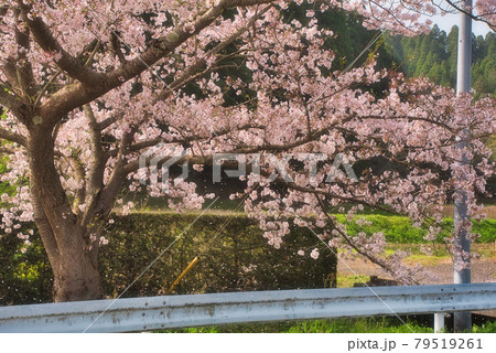 道沿いの桜 79519261