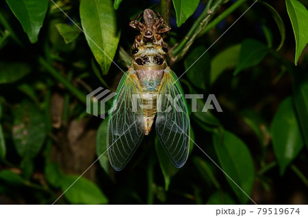 蝉の羽化 79519674
