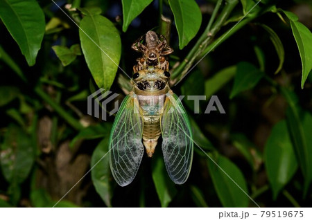 蝉の羽化 79519675