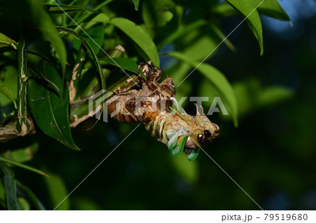 蝉の羽化 79519680