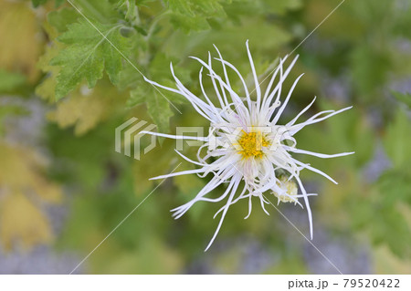 白峯神宮 嵯峨菊 白峯神宮 嵯峨菊 79520422