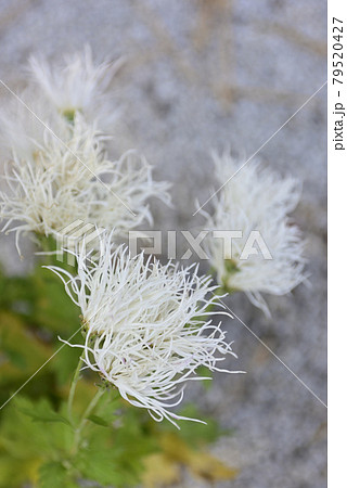 白峯神宮　嵯峨菊 79520427