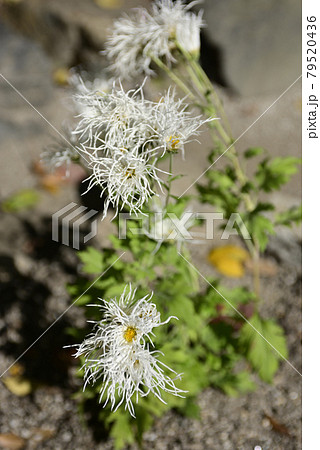 白峯神宮　嵯峨菊 79520436