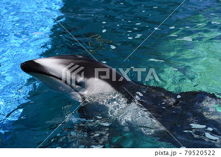 のとじま水族館のイルカ 79520522
