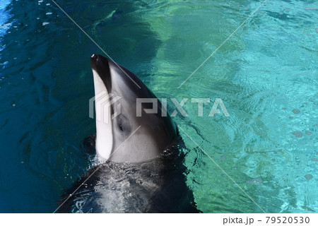 のとじま水族館のイルカ 79520530