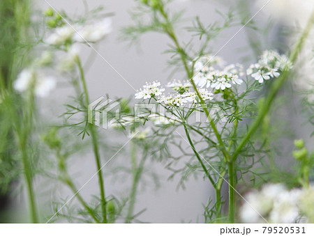 コリアンダーの小さな白い花がその緑の茎に葉っぱと共に咲いている の写真素材
